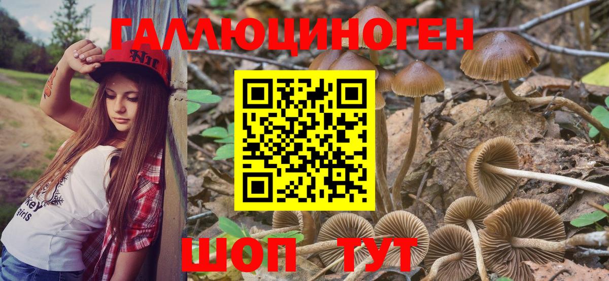 Тамбов  Псилоцибиновые грибы MAGIC MUSHROOMS  Псилоцибиновые грибы GOLDEN TEACHER  Вход с VPN 