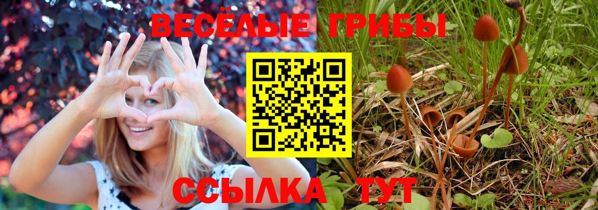 Псилоцибиновые грибы прущие грибы Тамбов